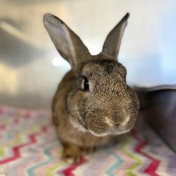 Bunny Rabbit Rabbits Available for Adoption in Richmond, California - Nutkin | PetCurious