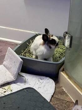Bunny Rabbit Rabbits Available for Adoption - Jasmine | PetCurious