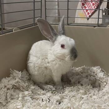 PopTart -  American Rabbit for Adoption in Spokane, Washington - PopTart | PetCurious