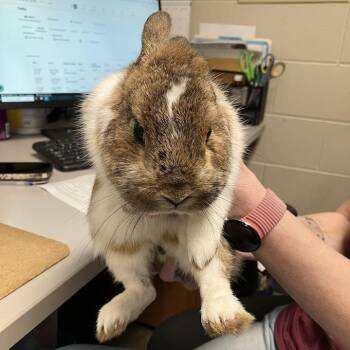 Mini Rex Rabbits Available for Adoption in Dekalb, Illinois - Bupkis | PetCurious
