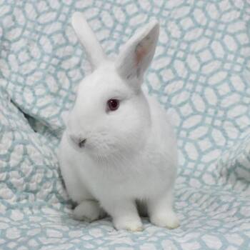 Rescue American Rabbits for Adoption in Columbia, Maryland - Sid | PetCurious
