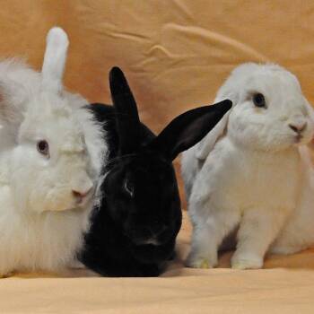 Rescue Mini Lop Rabbits for Adoption in Erie, Colorado - Buffy Bonded With Xander And Willow | PetCurious