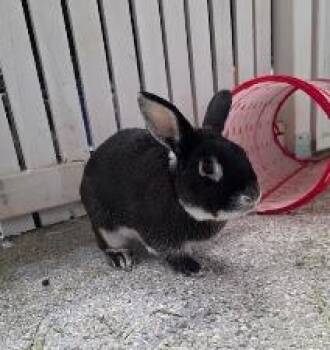 Bunito -  Bunny Rabbit Rabbit for Adoption in Crystal Lake, Illinois - Bunito | PetCurious
