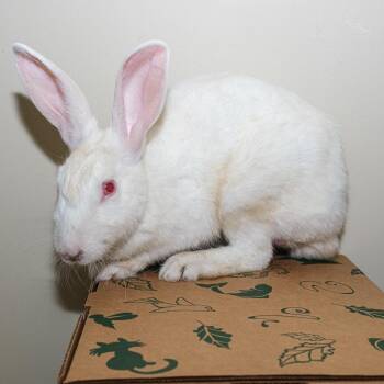 Cinderace -  American Rabbit for Adoption in Palm Springs, California - Cinderace | PetCurious