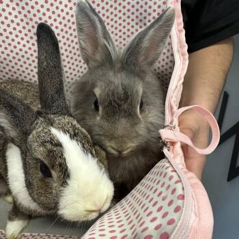 Lionhead Rabbits Available for Adoption in Oak Brook, Illinois - Pepper | PetCurious