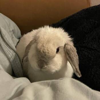 Holland Lop Rabbits Available for Adoption in Napa, California - Susan | PetCurious