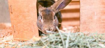 Rescue Rex Rabbits for Adoption in Grass Valley, California - Roscoe | PetCurious