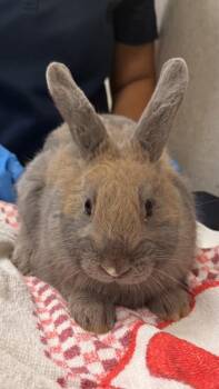 American Rabbits Available for Adoption - Blueberry | PetCurious