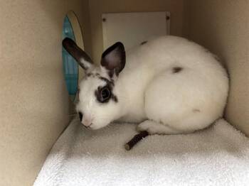 CALLAWAY -  English Spot Rabbit for Adoption - CALLAWAY | PetCurious