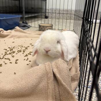 Luxey -  Holland Lop Rabbit for Adoption in Mentor, Ohio - Luxey | PetCurious
