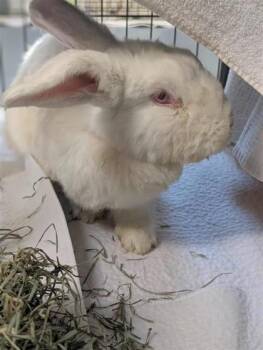 Bleuet -  Bunny Rabbit Rabbit for Adoption in Montreal, Quebec - Bleuet | PetCurious