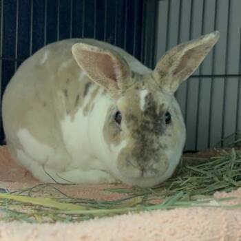 American Sable and Rex Rabbits Available for Adoption in Janesville, Wisconsin - Jack | PetCurious
