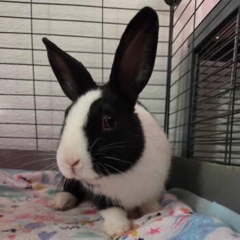 American Rabbits Available for Adoption - Polarity | PetCurious
