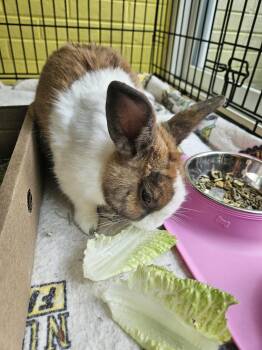 Stumpy -  American Rabbit for Adoption - Stumpy | PetCurious
