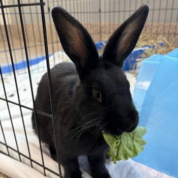 English Lop Rabbits Available for Adoption - BLACK SABBATH | PetCurious