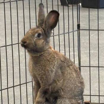 Ru -  Flemish Giant Rabbit for Adoption in Pittsburgh, Pennsylvania - Ru | PetCurious