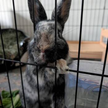 Fern -  Harlequin and English Lop Rabbit for Adoption in Portland, Oregon - Fern | PetCurious