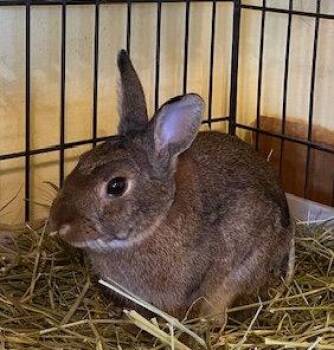 Bugsy -  Bunny Rabbit Rabbit for Adoption in Escondido, California - Bugsy | PetCurious