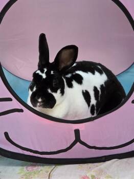 Bunny Rabbit Rabbits Available for Adoption in Dedham, Massachusetts - PIPPIN | PetCurious