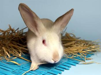 SATURN -  Bunny Rabbit Rabbit for Adoption in Fort Lauderdale, Florida - SATURN | PetCurious