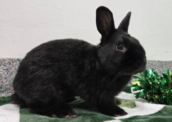 Bunny Rabbit Rabbits Available for Adoption in Westford, Massachusetts - Knish | PetCurious