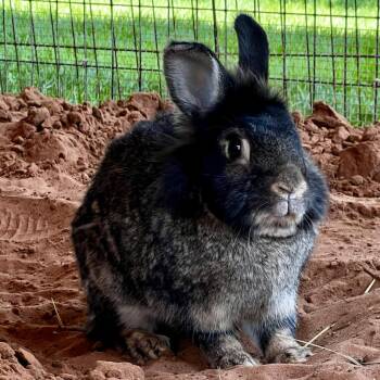 Rescue Lionhead and American Rabbits for Adoption in Kanab, Utah - Happy | PetCurious