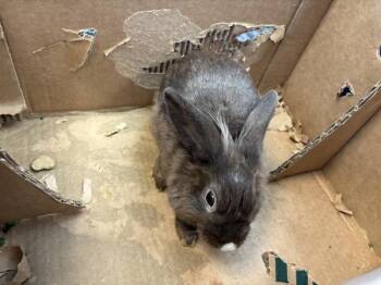 Pennsylvania -  Bunny Rabbit Rabbit for Adoption in New York, New York - Pennsylvania | PetCurious