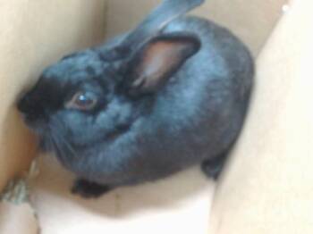 MAZEY -  Bunny Rabbit Rabbit for Adoption in Salinas, California - MAZEY | PetCurious