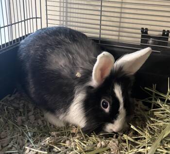 Maleficent -  Lionhead Rabbit for Adoption in Greenville, North Carolina - Maleficent | PetCurious