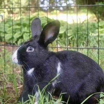 Apollo -  Dutch Rabbit for Adoption in Winston-salem, North Carolina - Apollo | PetCurious