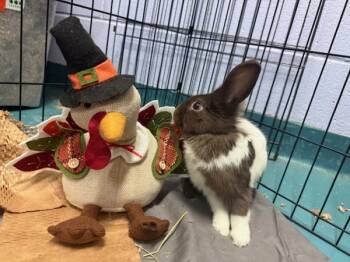 Rescue Bunny Rabbit Rabbits for Adoption in New York, New York - Hercules | PetCurious