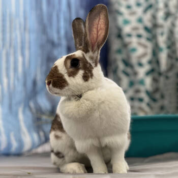 Rescue English Spot Rabbits for Adoption in Houston, Texas - Willow | PetCurious