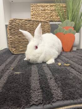 Ophelia -  New Zealand Rabbit for Adoption in San Tan Valley, Arizona - Ophelia | PetCurious