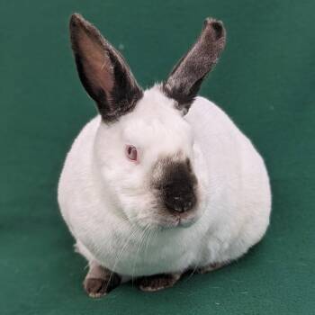 Jupiter -  Himalayan Rabbit for Adoption in Antioch, California - Jupiter | PetCurious