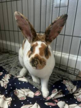 Taffy -  Rex Rabbit for Adoption in Lee