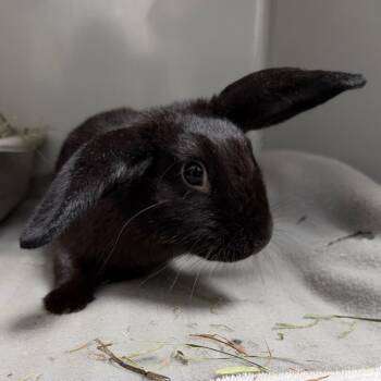 Mini Lop Rabbits Available for Adoption in Kennesaw, Georgia - Ember | PetCurious