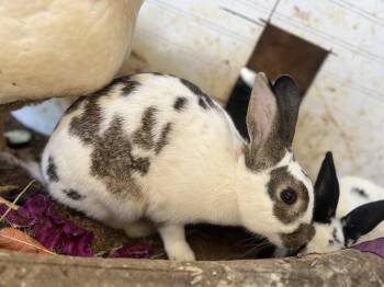 Rescue Bunny Rabbit Rabbits for Adoption in Matthews, Indiana - Freckles | PetCurious
