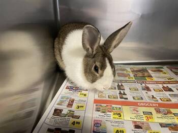 A613682 -  Bunny Rabbit Rabbit for Adoption in Modesto, California - A613682 | PetCurious