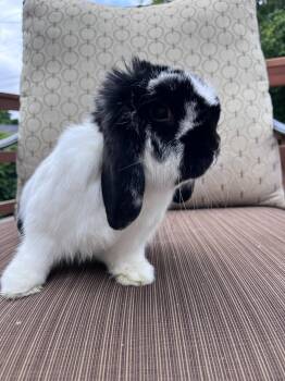 Rescue Mini Lop Rabbits for Adoption in Los Angeles, California - Gianni | PetCurious