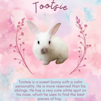 Tootsie -  American Rabbit for Adoption in Winston-salem, North Carolina - Tootsie | PetCurious