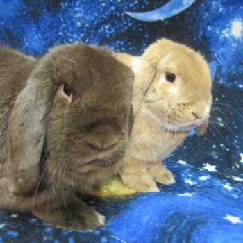 Chester -  Mini Lop Rabbit for Adoption in Wilmington, Delaware - Chester | PetCurious