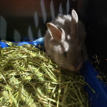 Rescue American Rabbits for Adoption in Mondovi, Wisconsin - Sugarsnap | PetCurious