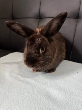 Rescue Mini Rex Rabbits for Adoption in Navarre, Florida - Shadow | PetCurious
