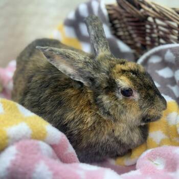 Momma -  Bunny Rabbit Rabbit for Adoption in North Canton, Ohio - Momma | PetCurious