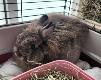 THUMPER -  Jersey Wooly Rabbit for Adoption in Hagerstown, Maryland - THUMPER | PetCurious