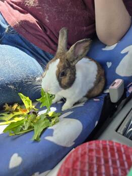 Rescue Dutch Rabbits for Adoption in Melbourne, Florida - Chester The Dutchie | PetCurious