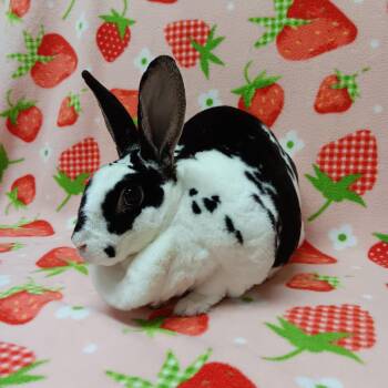 Nibbles -  Rex Rabbit for Adoption in Harrisburg, Pennsylvania - Nibbles | PetCurious