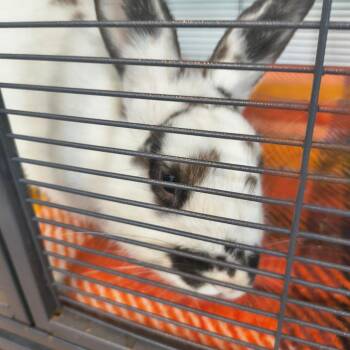Elora Danan -  Bunny Rabbit Rabbit for Adoption in Warwick, Rhode Island - Elora Danan | PetCurious