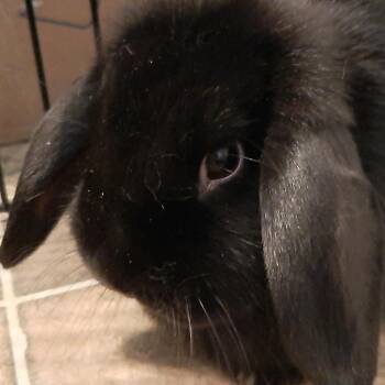 Almond -  Holland Lop Rabbit for Adoption in Nampa, Idaho - Almond | PetCurious