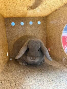 Rex and Mini Lop Rabbits Available for Adoption in Tallahassee, Florida - RICK | PetCurious